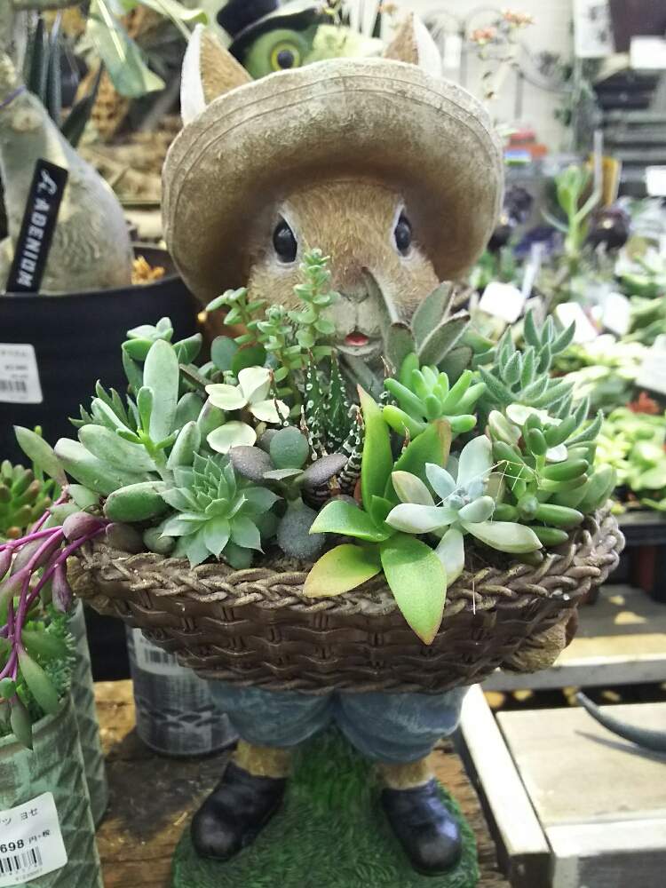 お出かけ先の画像 by ネコざくらさん | お出かけ先と多肉植物と観葉植物と多肉の寄せ植えと花と観葉植物と寄せ植えと多肉植物寄せ植えと多肉女子と観葉植物がスキと花のある暮らしとお花のある生活とネコざくらと多肉寄せ植えと多肉多肉多肉と多肉植物 多肉の有るくらし