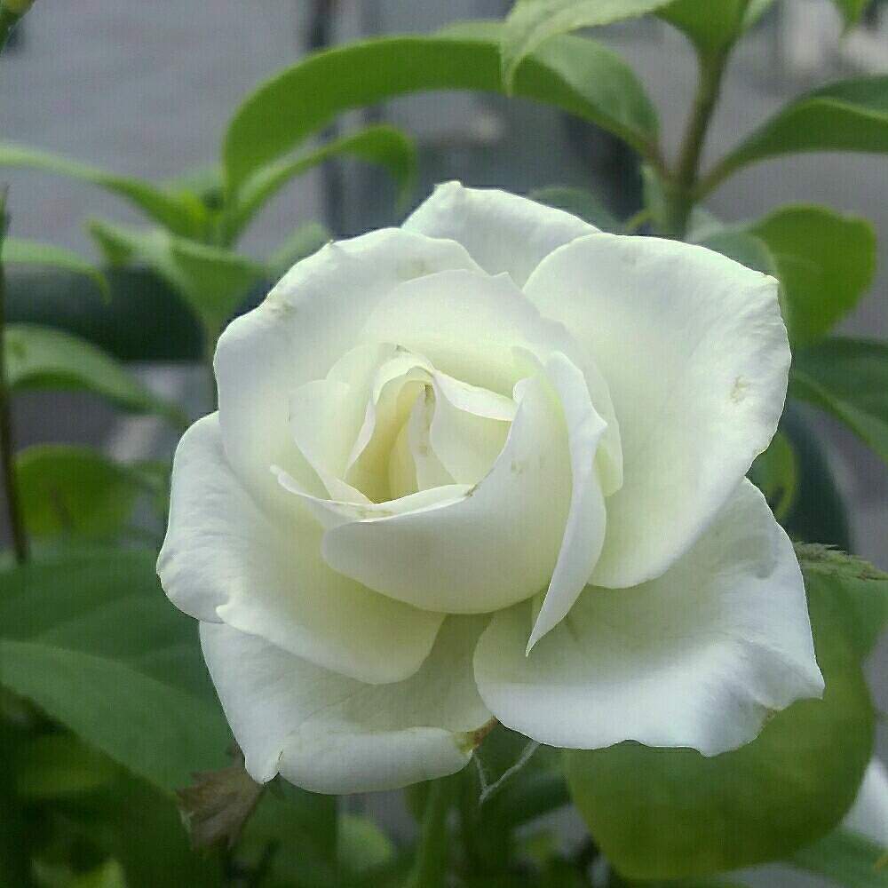 広い庭の画像 by キーコさん | 広い庭とアイスバーグとHTCと薔薇愛同盟と千葉・神奈川頑張れ‼とバラのある暮らしと花のある暮らしとキーコ′s ガーデンとキュンキュン乙女倶楽部No.54