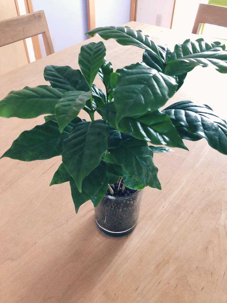 インテリアの画像 by Sさん | インテリアとコーヒーの木と観葉植物とグリーン!グリーン!グリーン!とチャコプランツとカインズホーム