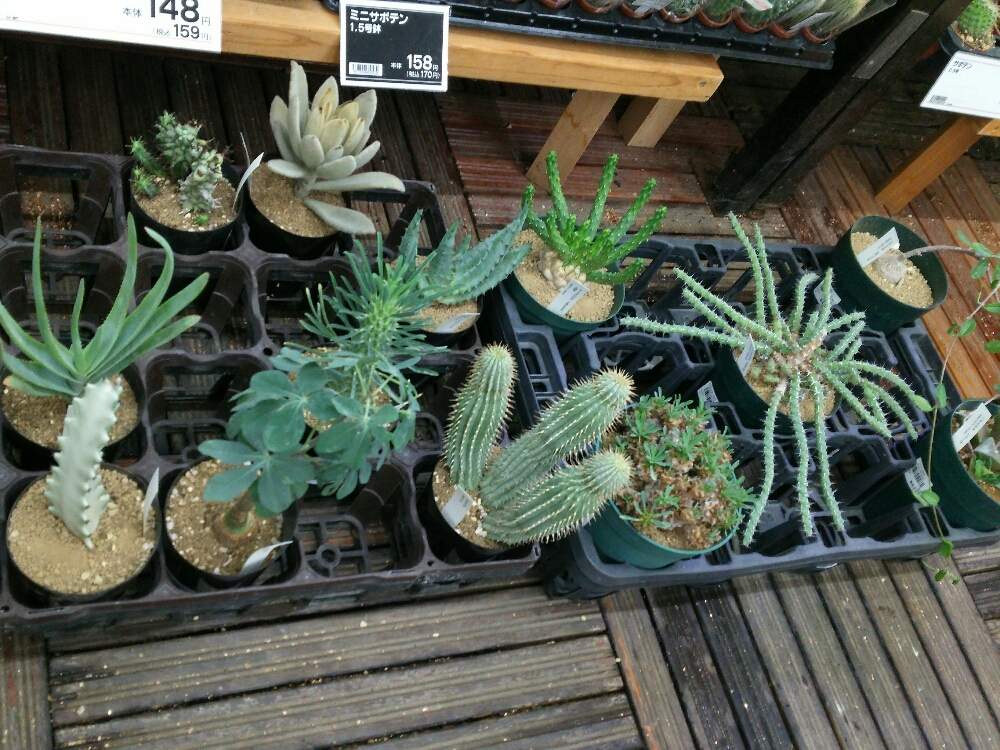 お出かけ先の画像 by airariさん | お出かけ先と多肉植物とサボテン科と観葉植物とユーフォルビアホワイトゴーストとGS映えと多肉女子と多肉植物とサボテンとユーフォルビア属。とユーフォルビアとユーフォルビア・九頭竜