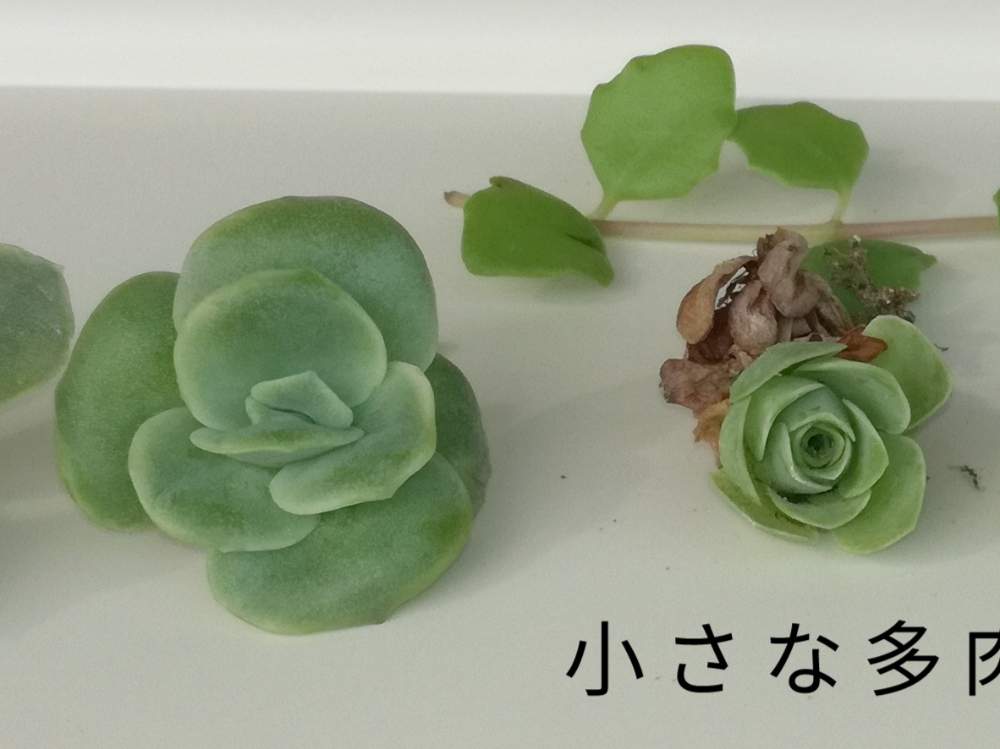 バルコニー/ベランダの画像 by みーさんさん | バルコニー/ベランダとドドランタリスとラブリーローズと多肉植物とカット苗