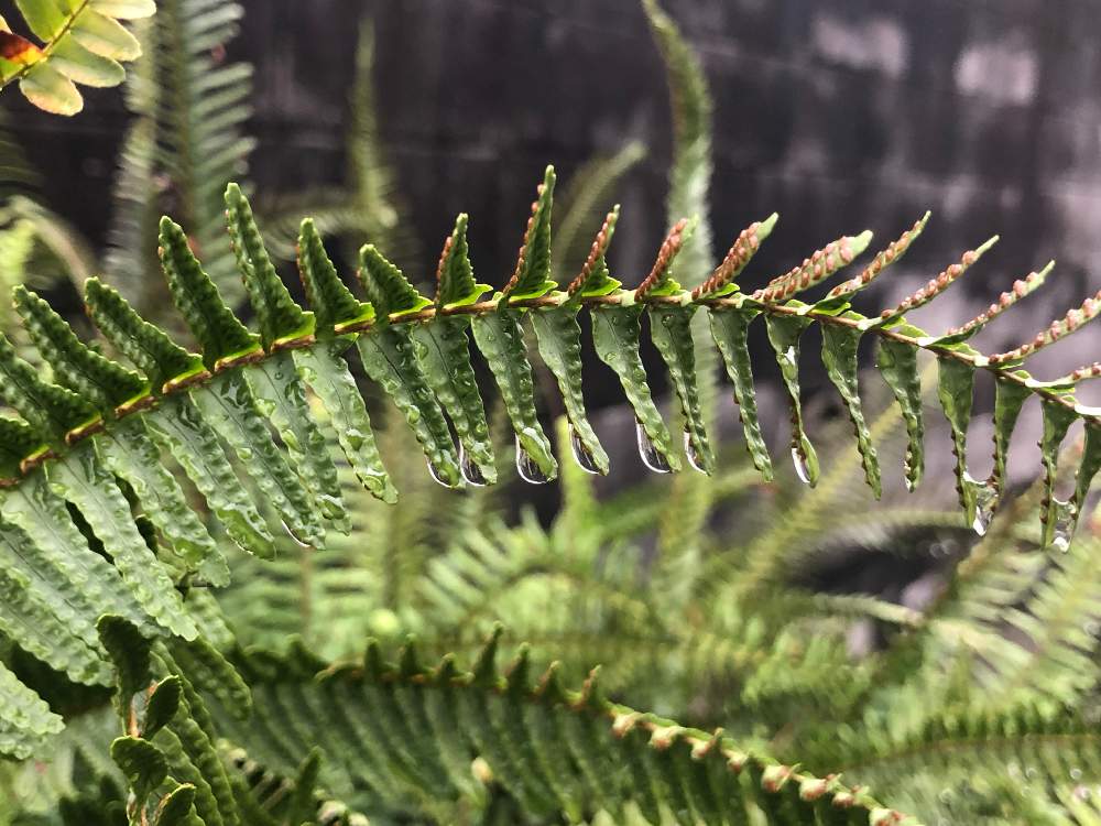 お出かけ先の画像 by 道端 りりりさん | お出かけ先とタマシダとシダ植物