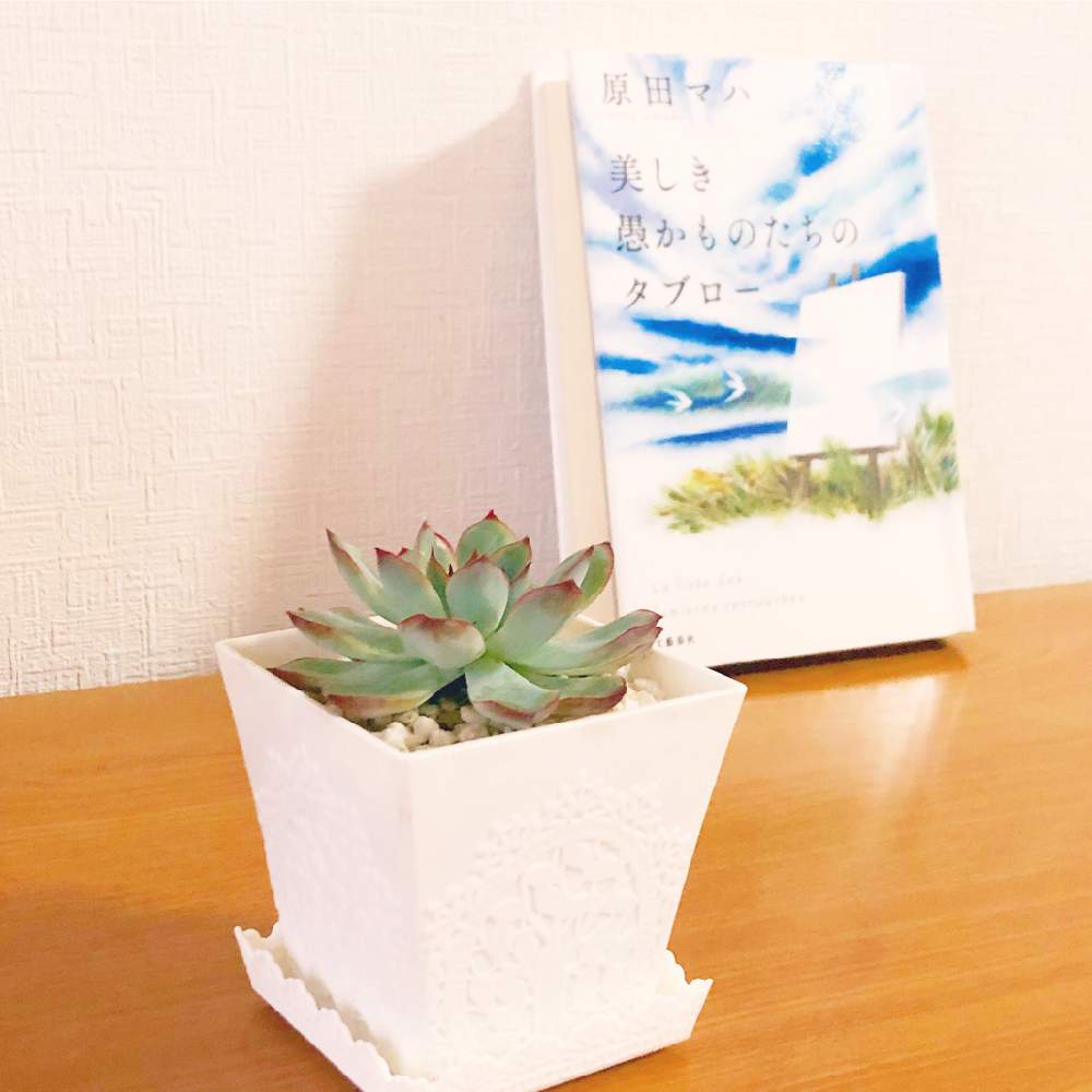 部屋の画像 by うみさん | 部屋と花うららと多肉植物とGS映えとGS日和と植中毒と緑のある暮らしとエケベリア属と多肉女子とタニラー