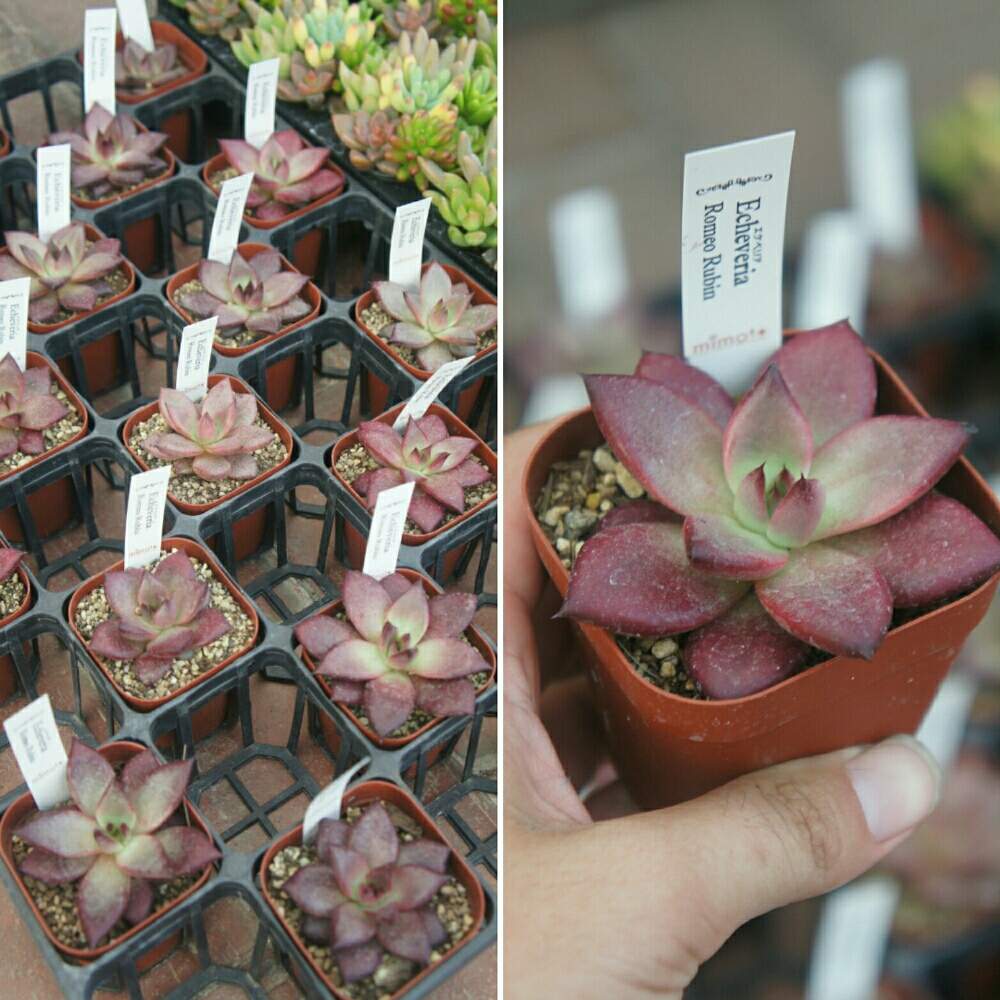 バルコニー/ベランダの画像 by 花安さん | バルコニー/ベランダと多肉植物と鹿児島多肉と鹿児島多肉販売と花安と入荷とエケベリア ロメオルビンと多肉植物工房 花安と多肉のある暮らしと多肉植物販売と多肉女子と多肉入荷と多肉植物工房と多肉狩り