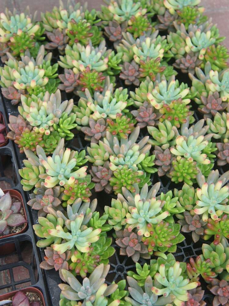 バルコニー/ベランダの画像 by 花安さん | バルコニー/ベランダと多肉植物と鹿児島多肉と鹿児島多肉販売と花安と入荷情報と寄せ植えと入荷と多肉植物工房 花安と多肉植物寄せ植えと多肉のある暮らしと多肉植物販売と多肉女子と多肉入荷と多肉寄せ植えと多肉植物工房と多肉狩り