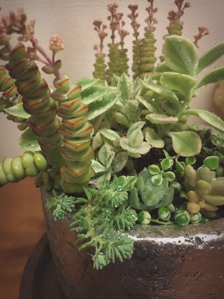 玄関の画像 by 長靴を履いたツツさん | 玄関と多肉植物とみどりのある暮らしと斑入りグリーンネックレス♡とベビーサンローズ❤︎とベビーサンローズの花と多肉植物寄せ植えと花のある暮らし