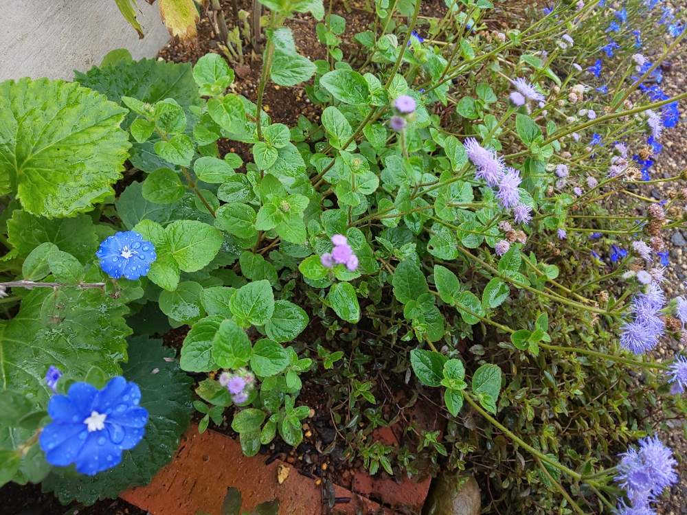 玄関の画像 by 14さん | 玄関とアゲラタムとアメリカンブルーとロベリアとムラサキの花と種からと青い花とブルーの花と青い花マニアと紫の花と涼しい朝と青い花大好きと地植え