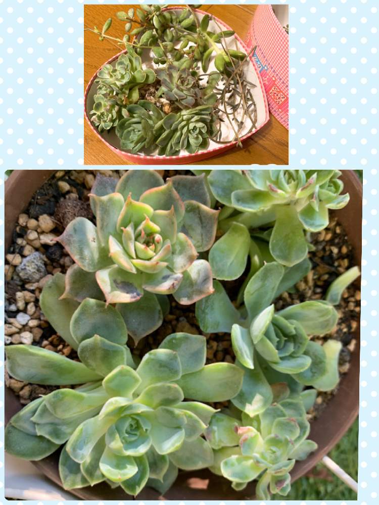 小さな庭の画像 by tamako728さん | 小さな庭と多肉中毒と多肉植物と窓辺の植物たちとかわいい♡と多肉超初心者と多肉女子とリビング窓辺とちいさな葉っぱと多肉寄せ植えとタニクちゃんと多肉初心者とインテリアグリーン