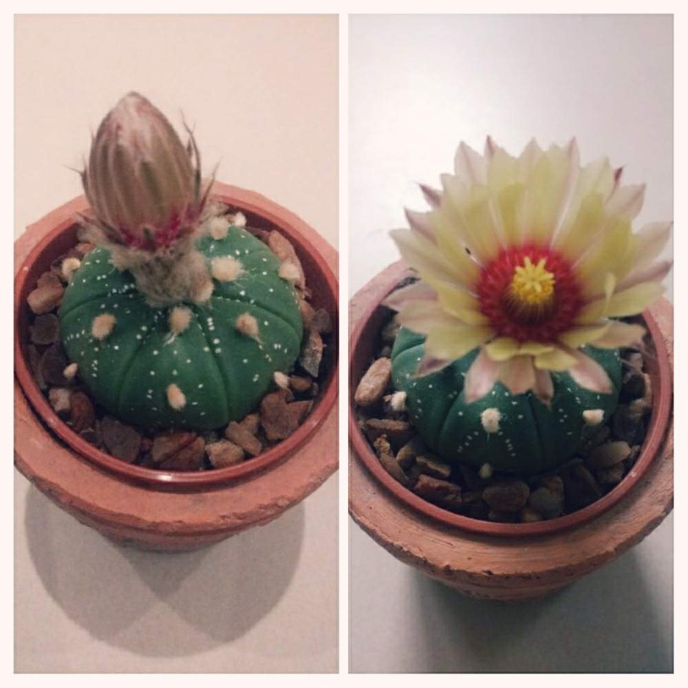窓辺の画像 by 植物博士さん | 窓辺とサボテン科とcactusと鉢植えと花のある暮らしとサボテンの花