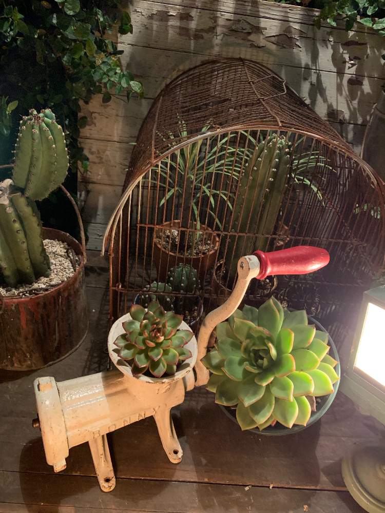 インテリアの画像 by tanitenさん | インテリアと多肉植物とサボテン科と植物のある暮らしとサビサビとジャンクと植物好きと繋がりたいとアンティークとクレイニア属とミートチョッパーとjunk styleとサビサビ雑貨と多肉植物とサボテンとガーデニングと古道具とライトアップとジャンクガーデンとディスプレイと 柱サボテン とモンキーツリー☆とインテリアグリーン