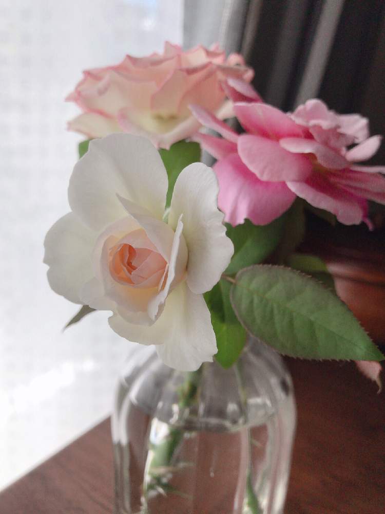 部屋の画像 by Maguさん | 部屋とバラとボレロとディスタントドラムスと薔薇 ルイの涙とみどりのある暮らしとベランダガーデニングとバラのある暮らしと薔薇鉢植えとガーデニングと花のある暮らしとバラ・ミニバラと薔薇大好きとバルコニスト