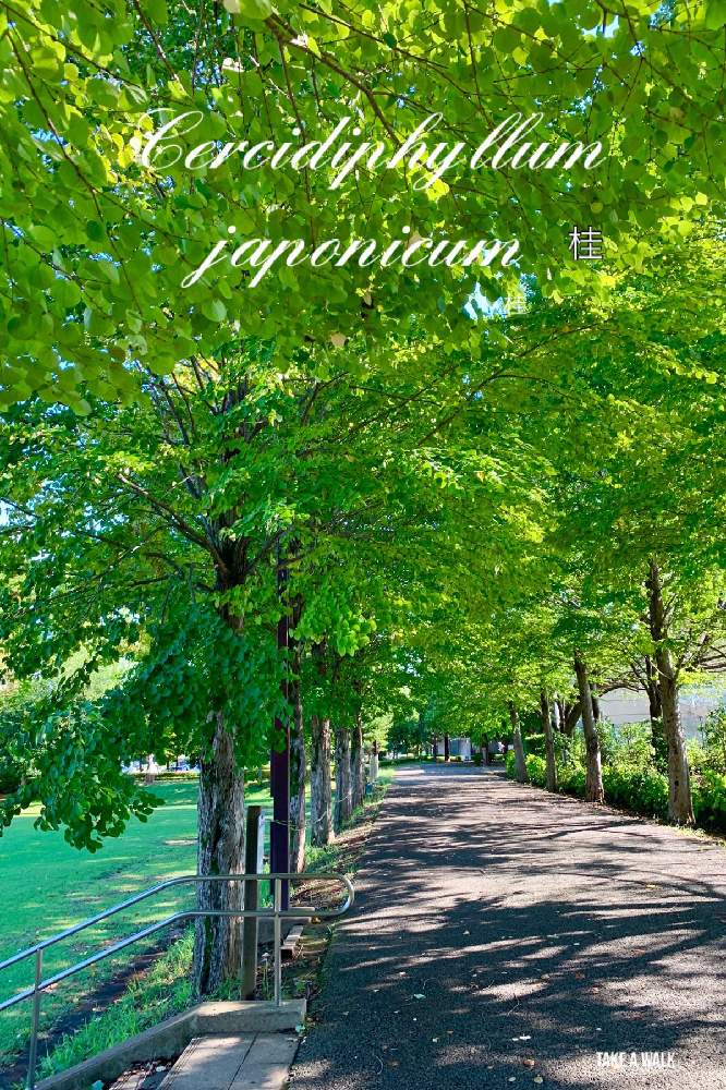 お出かけ先の画像 by kane flowerさん | お出かけ先と桂の木と今朝の公園と香りとこれから楽しみ!とハートの葉とお散歩と台風と停電心配です