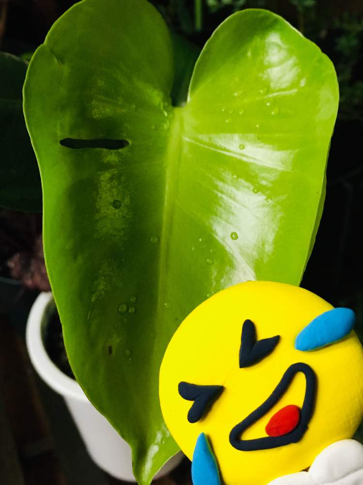 窓辺の画像 by ちちさん | 窓辺とモンステラとネコのいる暮らしと猫大好きと観葉植物とネコ好きとピックとネコとガーデニング
