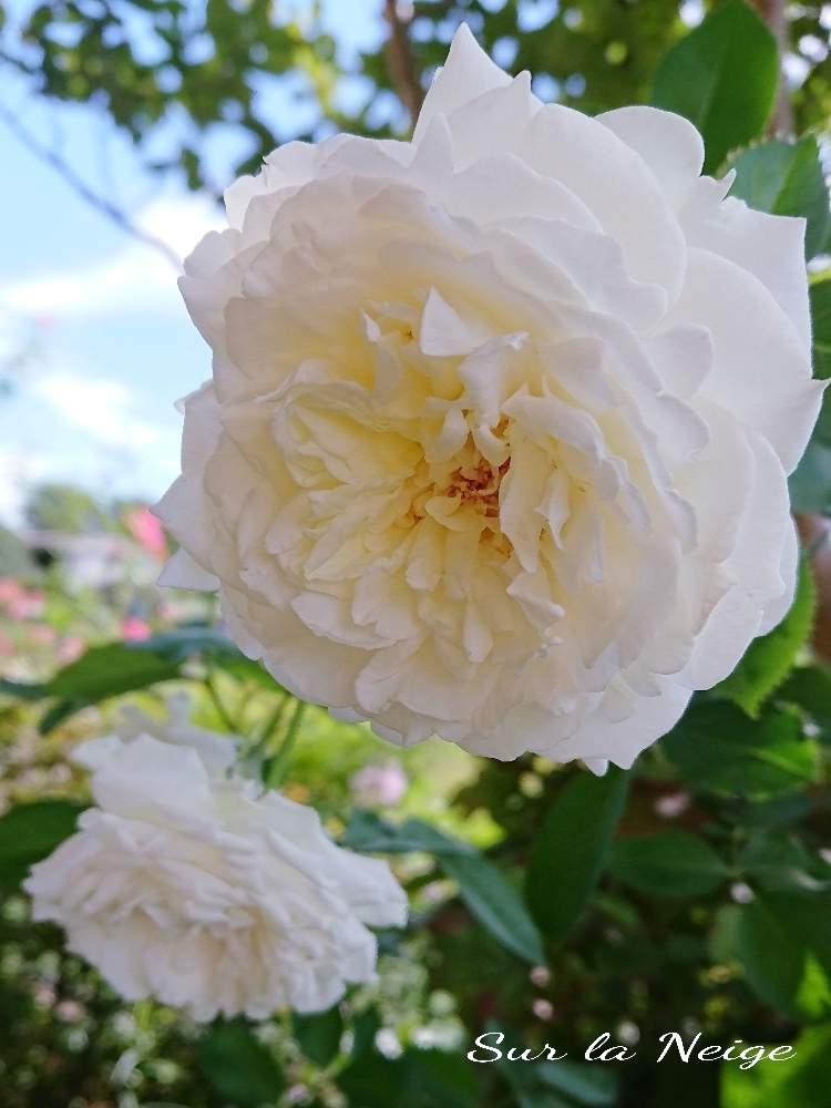小さな庭の画像 by YUMIKOさん | 小さな庭と綺麗〜❤️とシューラネージュ薔薇と薔薇愛同盟と花が好き❤と植中毒と薔薇が好き❤ときれいな色と鉢植えと花のある暮らしと薔薇♪といい色♡