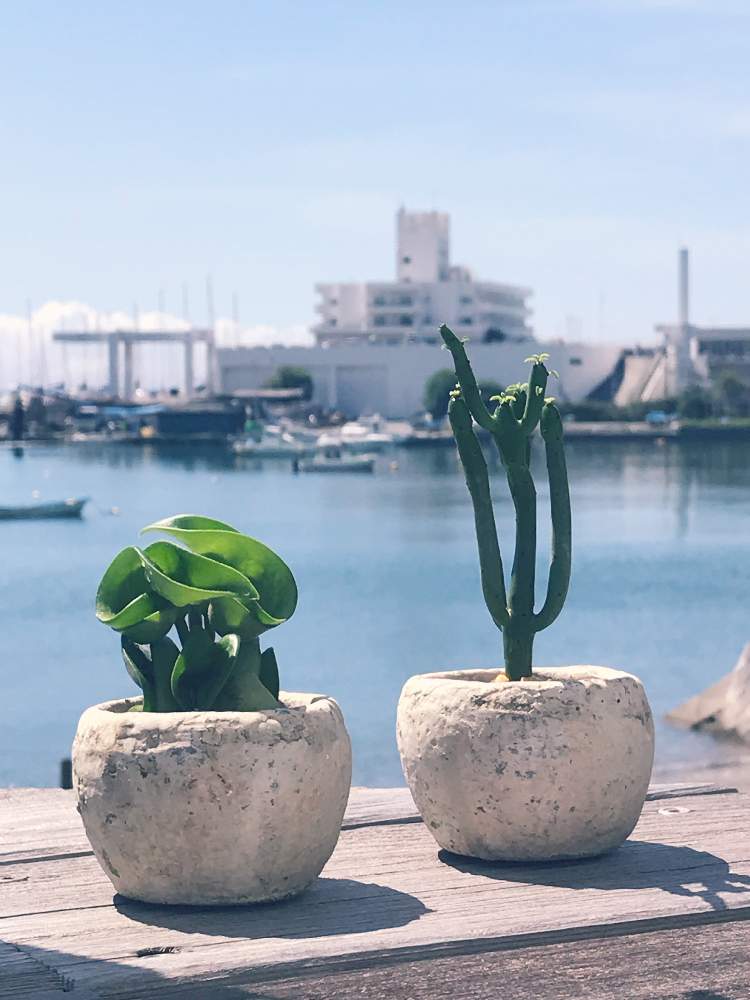 の画像 by indiangreenさん | サボテン科と植物屋と横須賀市佐島と贈り物と植物インテリアと海辺の暮らしとホヤと花のある暮らしとユーフォルビアとGREEN UP!と三浦半島付近と植物ある暮らし