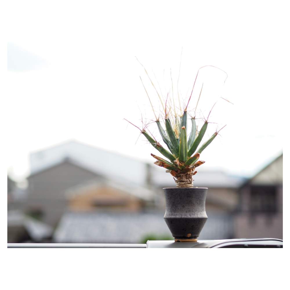 バルコニー/ベランダの画像 by Tenさん | バルコニー/ベランダと晃山と多肉植物とサボテン科と植物のある暮らしとレウクテンベルギア・晃山と陶器鉢と多肉植物のある暮らしとTen'sサボと多肉植物とサボテンと成長記録とアートなTen写と珍奇植物とビザールプランツ