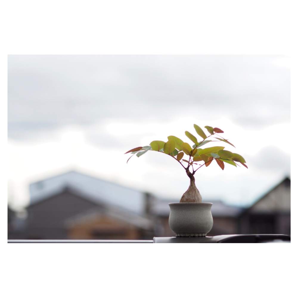 バルコニー/ベランダの画像 by Tenさん | バルコニー/ベランダとフィランサス ミラビリスと多肉植物と植物のある暮らしとフィランサス属と陶器鉢と多肉植物のある暮らしとCaudexと塊根植物と成長記録とアートなTen写と珍奇植物とTen'sコーデックスとビザールプランツ