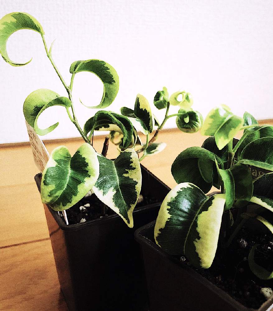 部屋の画像 by yuzumaruさん | 部屋とフィカス・ベンジャミン 班入りシタシオン 「ニキータ」と観葉植物と100均と植中毒とDAISOとGREEN UP!とベンジャミン(班入り)とベンジャミン。