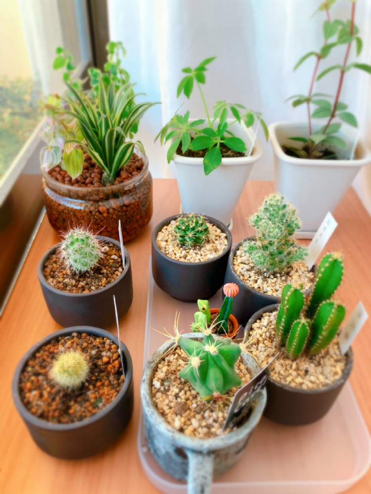 窓辺の画像 by mimiさん | 窓辺と秋はすぐそこと観察とサボテン科と観葉植物とベランダの植物と窓辺の植物たちと沖縄とベランダガーデンと大好きな時間と植物女子ベランダーと秋の気配とバルコニーと亜熱帯とバルコニスト