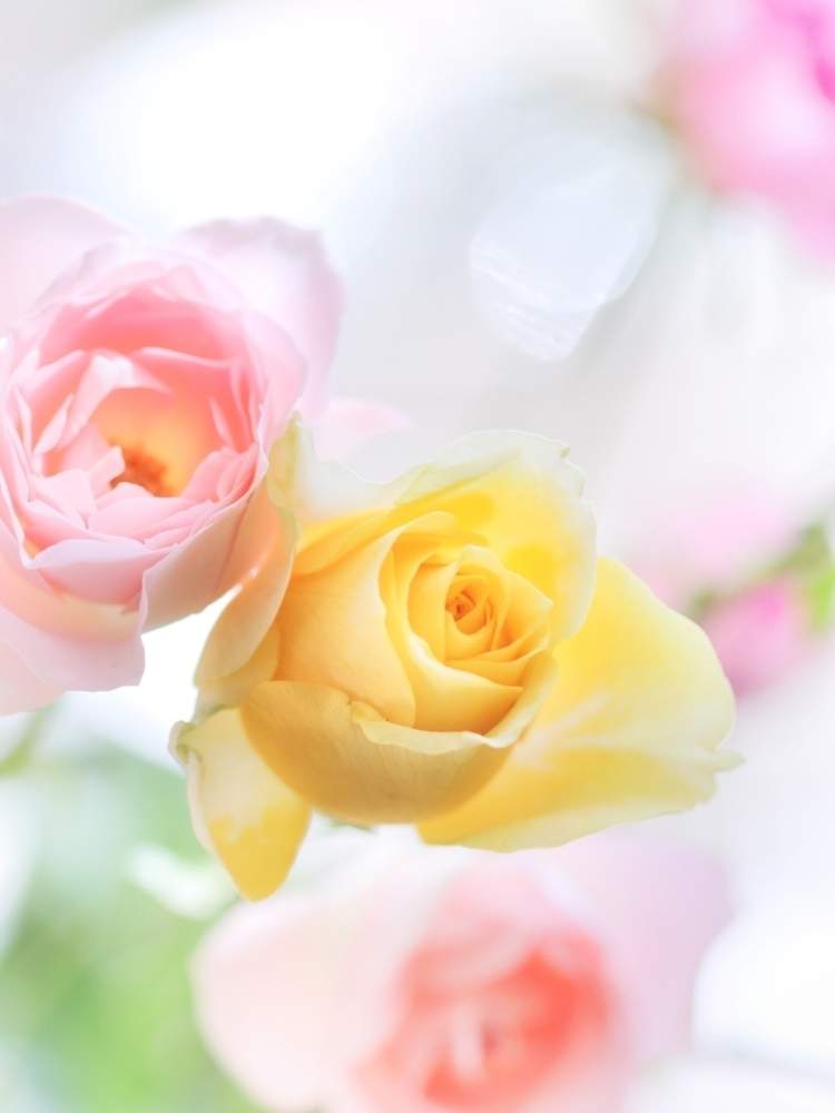 部屋の画像 by あおんさん | 部屋と薔薇とテーブル花と午後のひとときと可愛い花と可愛いと花のある暮らしと薔薇♪