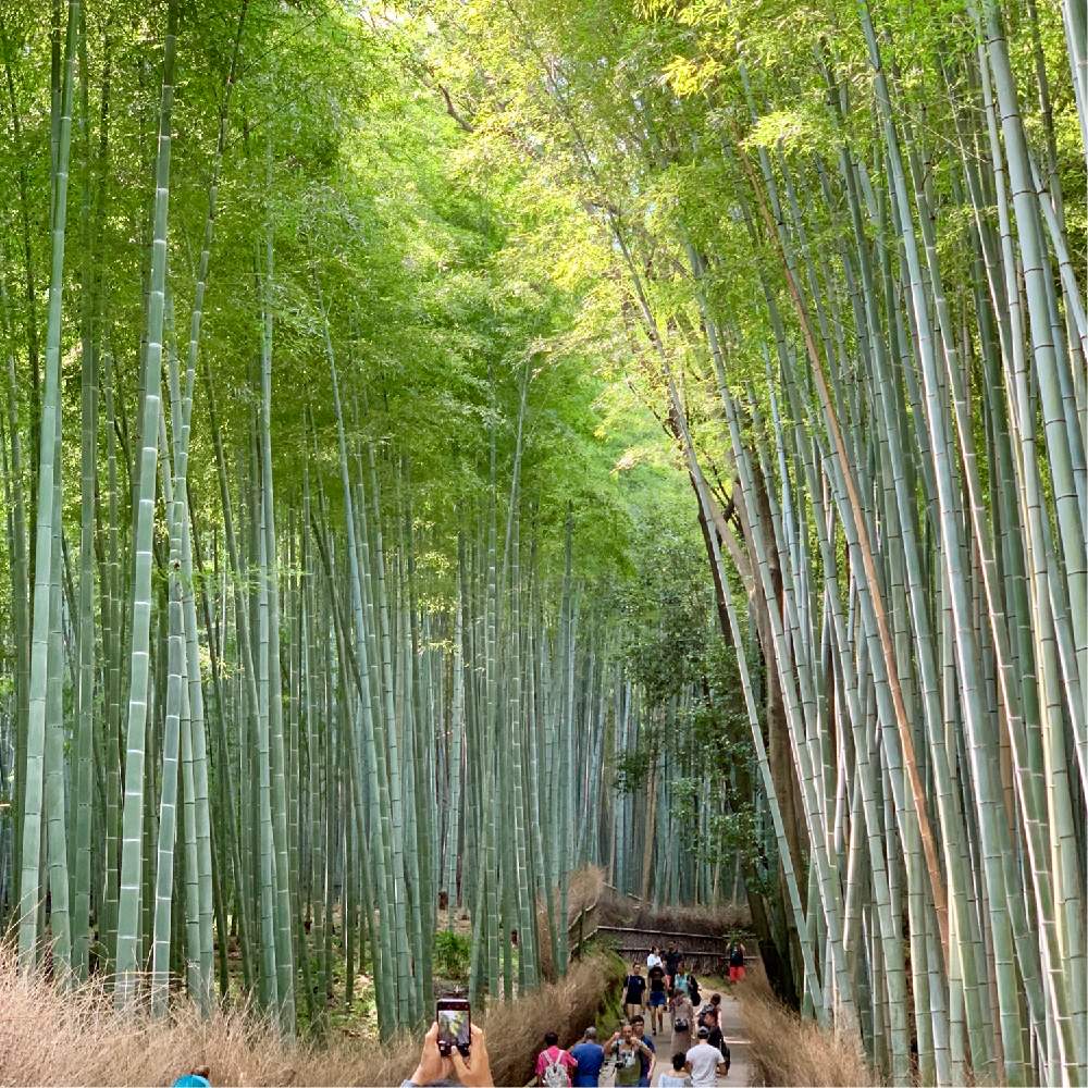 お出かけ先の画像 by あ〜part2さん | お出かけ先と京都と竹林と嵐山