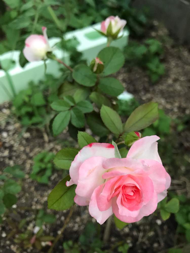 小さな庭の画像 by えーさくさんさん | 小さな庭と薔薇♪と花のある暮らしと芝生の庭と庭のある暮らし