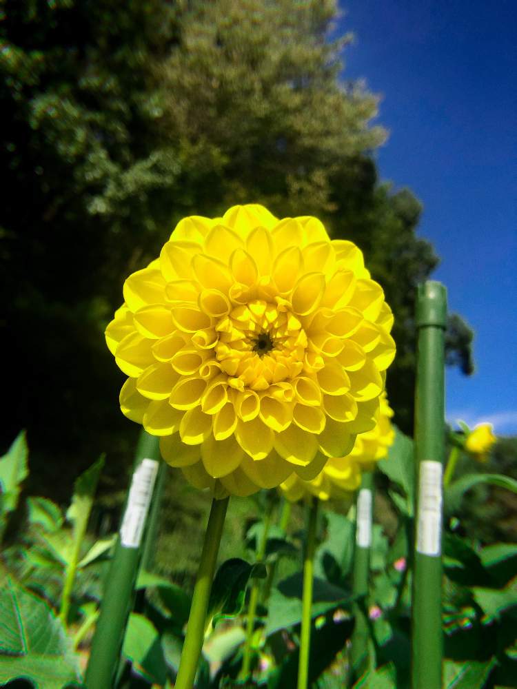 お出かけ先の画像 by 長沢裕さん | お出かけ先とダリアと福島放送ヨジデスと塙町とロケと花のある暮らしときょうのしぜんと福島