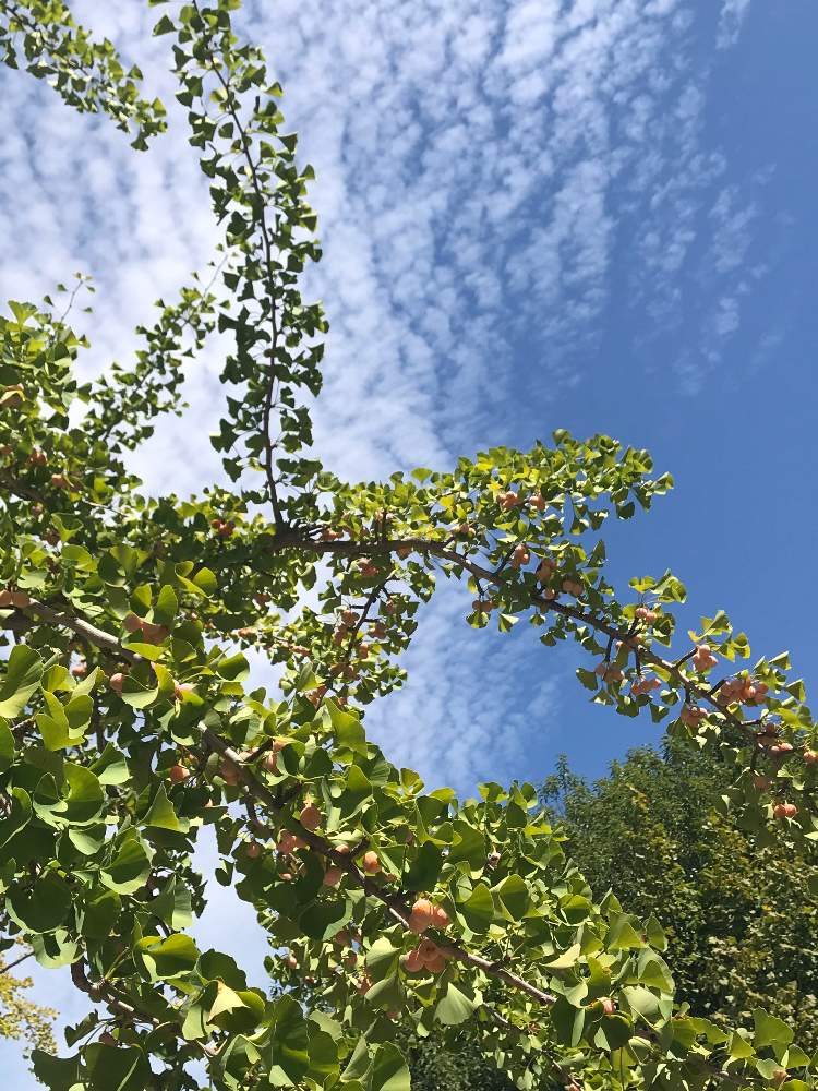 お出かけ先の画像 by たらさん | お出かけ先と イチョウの木と公園と植物園とGreenSnapmarcheと長居植物園と花のある暮らしとお散歩とGREEN UP!