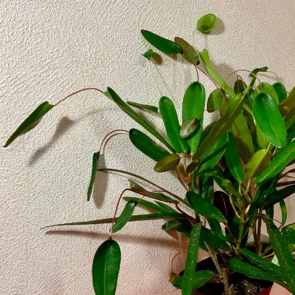 部屋の画像 by 8787さん | 部屋と観葉植物と植物のある暮らしと植中毒と飛び葉クロトンとトビバクロトン