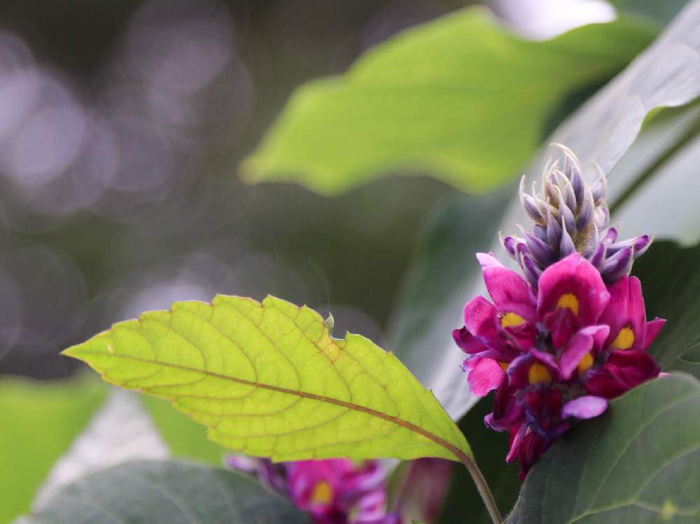 お出かけ先の画像 by カヲリンさん | お出かけ先とクズとお散歩写真と花図鑑と花のある暮らしと自然観察と花撮り人と紫の花と花が好き