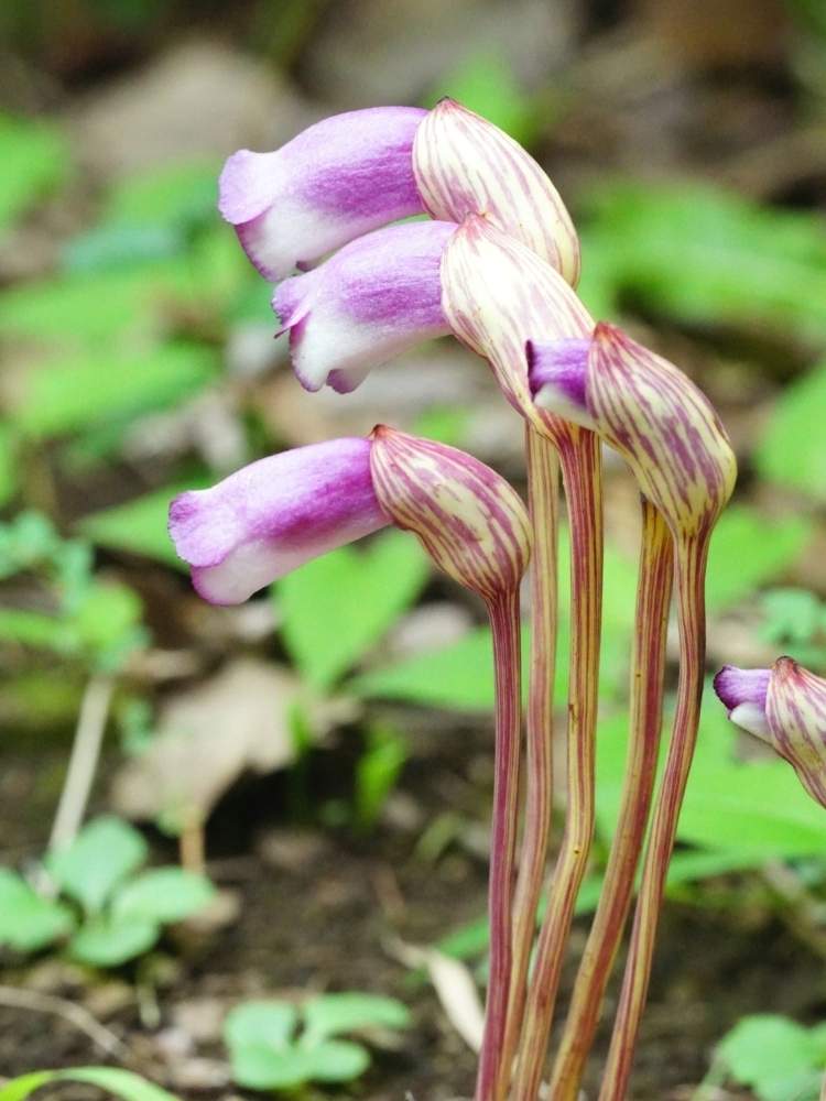 お出かけ先の画像 by つぼみ❋さん | お出かけ先とナンバンギセルと花笑みと寄生植物とありがとう❤️と山野草とハマウツボ科と令和✨四季のみちとやさしさとやさしい気持ち
