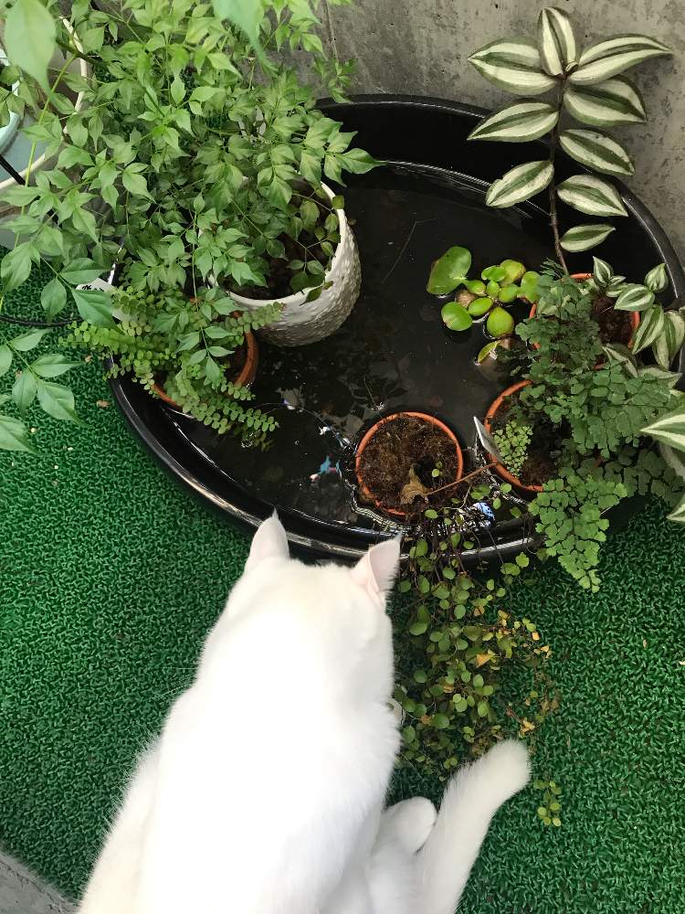 エクステリアの画像 by りすのナトキンさん | エクステリアとネコと植物とみどりのある暮らし