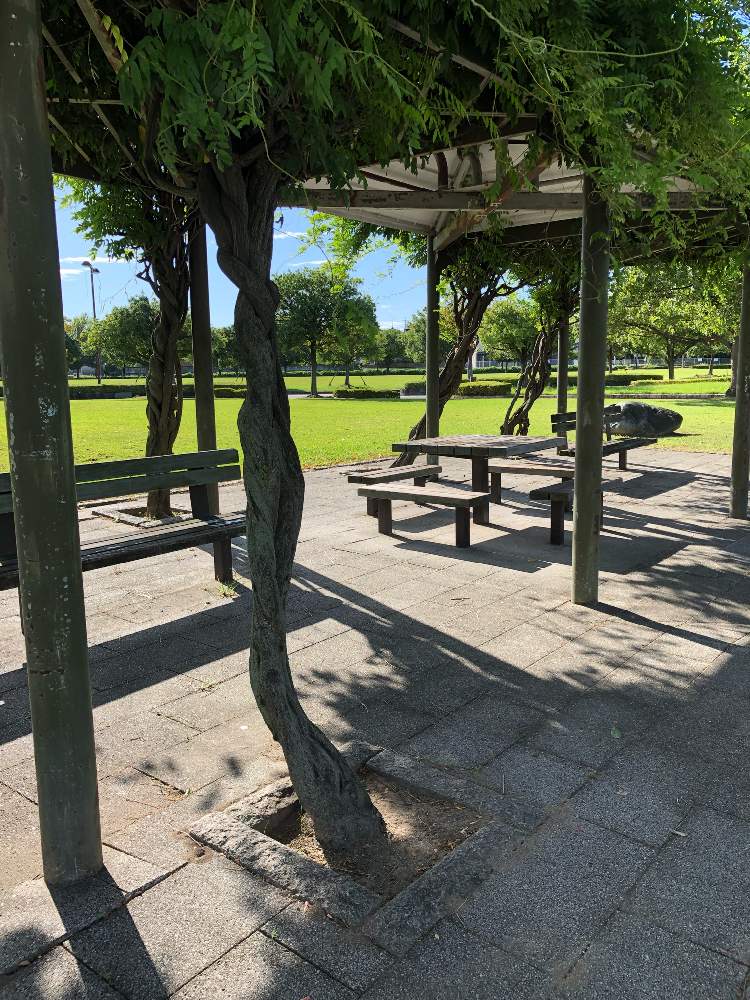 の画像 by うにてんてんさん | 近所の公園と通勤途中と公園とベンチと緑のある暮らし