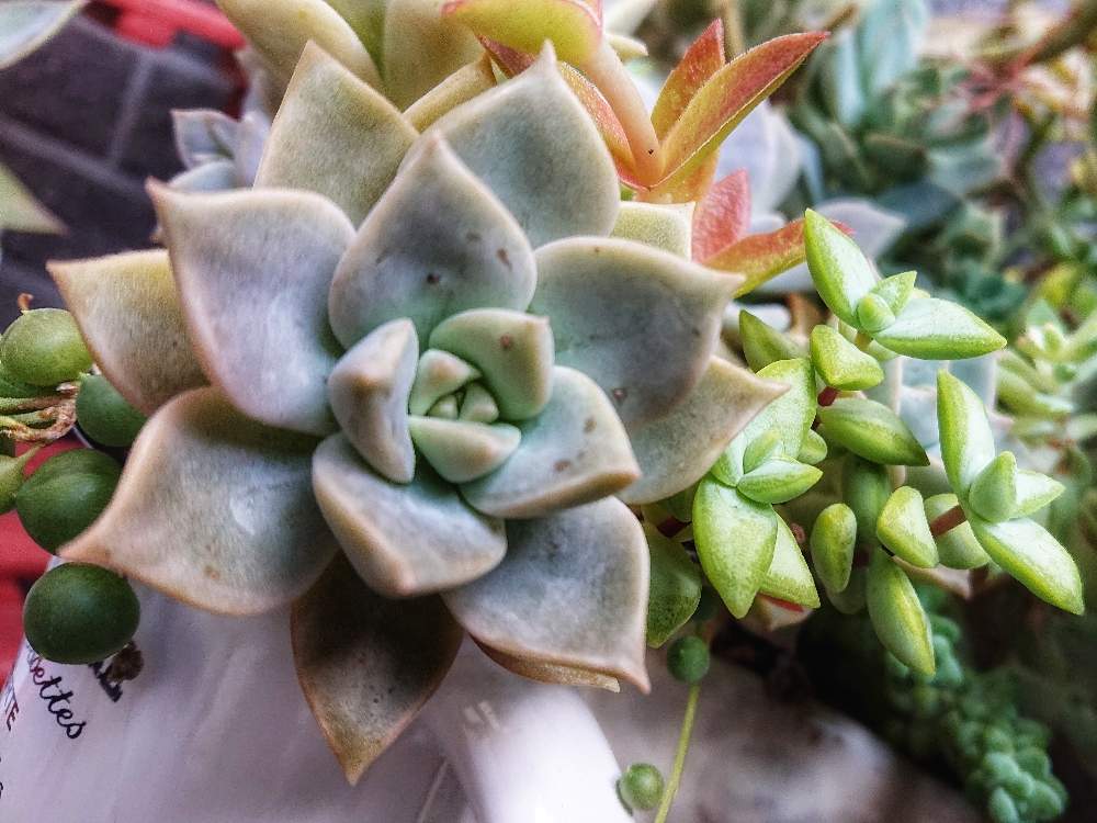 玄関の画像 by みきさん | 玄関と多肉植物の寄植えと多肉中毒と多肉植物とダイソー雑貨とタニパトと多肉大好きとダイソー鉢と多肉3年目と玄関でお出迎えとGS映えと植中毒とタニクゴトと多肉女子とタニラーと多肉初心者