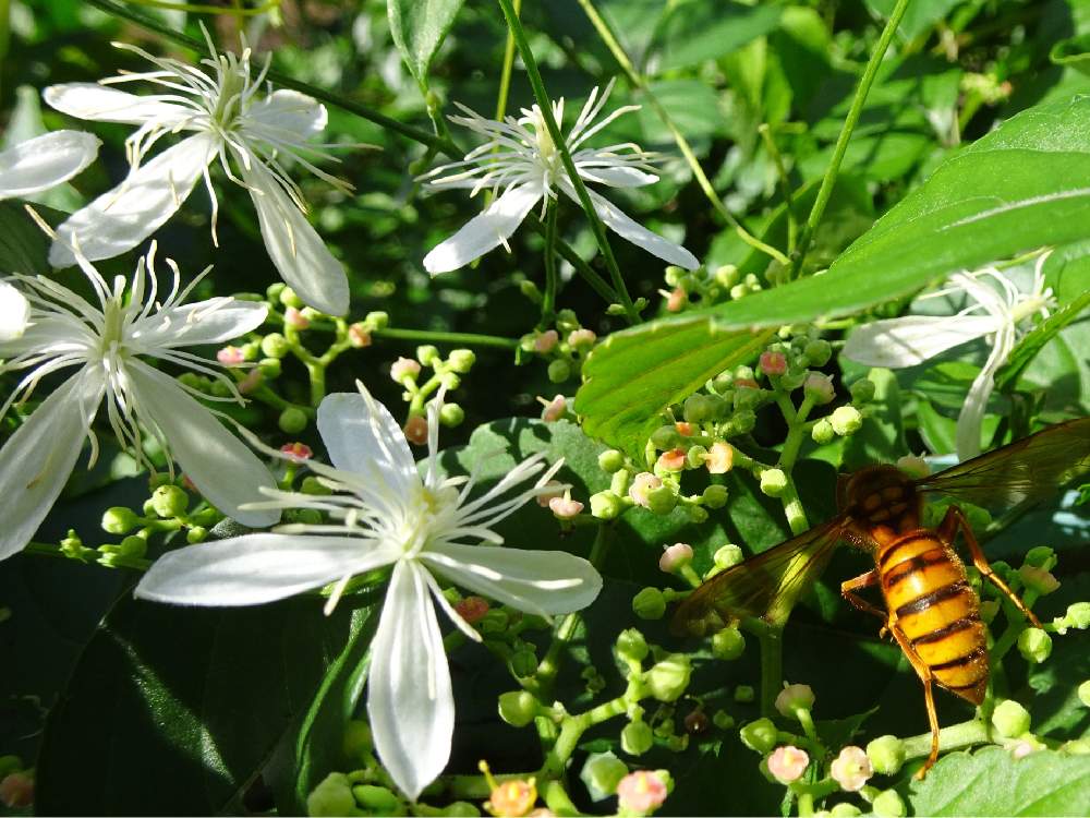 お出かけ先の画像 by trekkさん | お出かけ先とセンニンソウと仙人草と秋のお花と権現山付近と山野草と多年草とキンポウゲ科と9月の花と有毒植物と蔓性低木