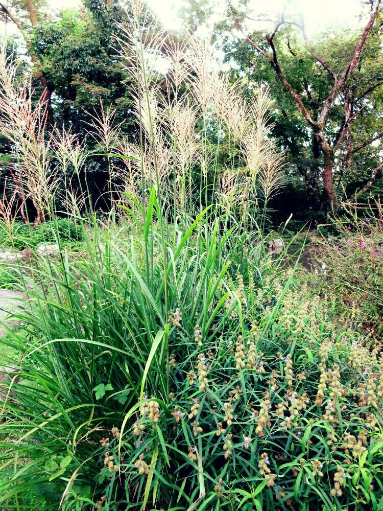 お出かけ先の画像 by ぺこりん♪さん | お出かけ先とススキとタヌキマメとハギと山野草と公園とGS映えと珍しいとGS日和と秋の気配と散歩とボタニカルスポットとおでかけ先と癒され風景ときれいな色と風景とお散歩とかわいいな♡と京都府立植物園とお出かけ先にて