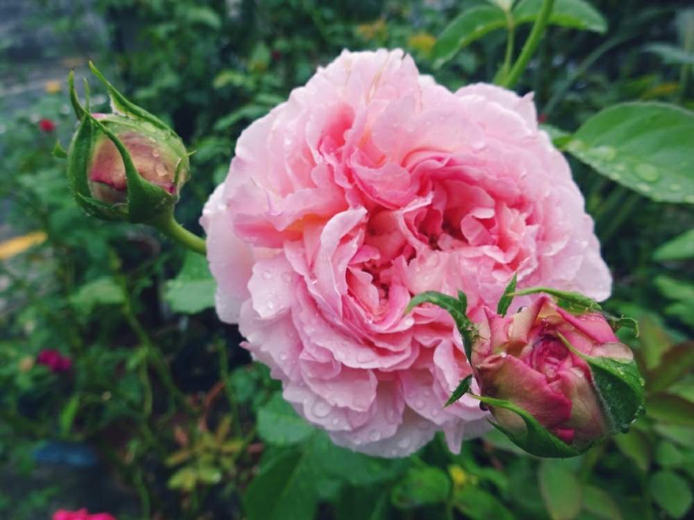 小さな庭の画像 by きらまるさん | 小さな庭とバラオーブとHTCと極上咲きと薔薇愛同盟と薔薇男子と薔薇に魅せられてとオシャレとB型とバラのある暮らしとGS映えと今日の一枚とコーネリア印ときれいな色と美しき薔薇様とたまらん!と花のある暮らしとテンション⤴︎とロザリアンとバラを楽しむとシボラー