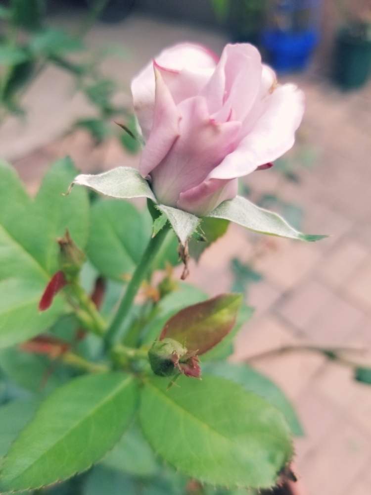 小さな庭の画像 by ニワバラベラバラさん | 小さな庭とマダムビオレと木酢液とばら バラ 薔薇とムラサキの花と台風に負けないと今朝7時撮影と薔薇に魅せられてと癒しとGS映えと夏の花と薔薇のある暮らし♡と花のある暮らしとお花のある生活と薔薇♪とばら 薔薇 バラとバラ・ミニバラと葉水とリキダス