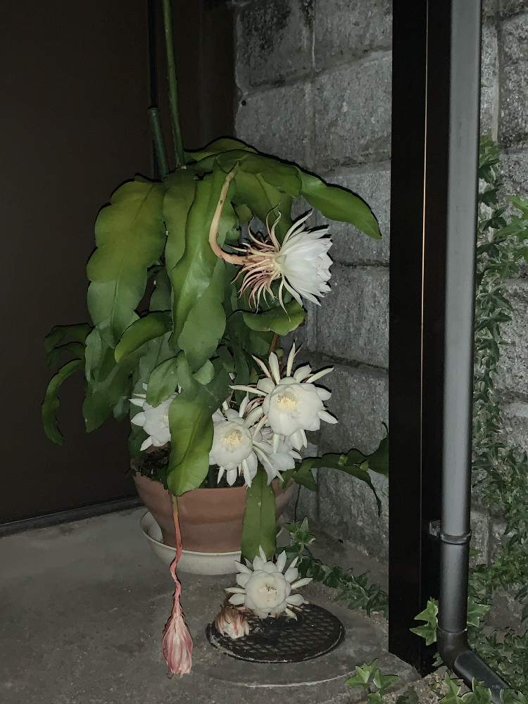 の画像 by まーちゃんさん | 花のある暮らしと月下美人の花