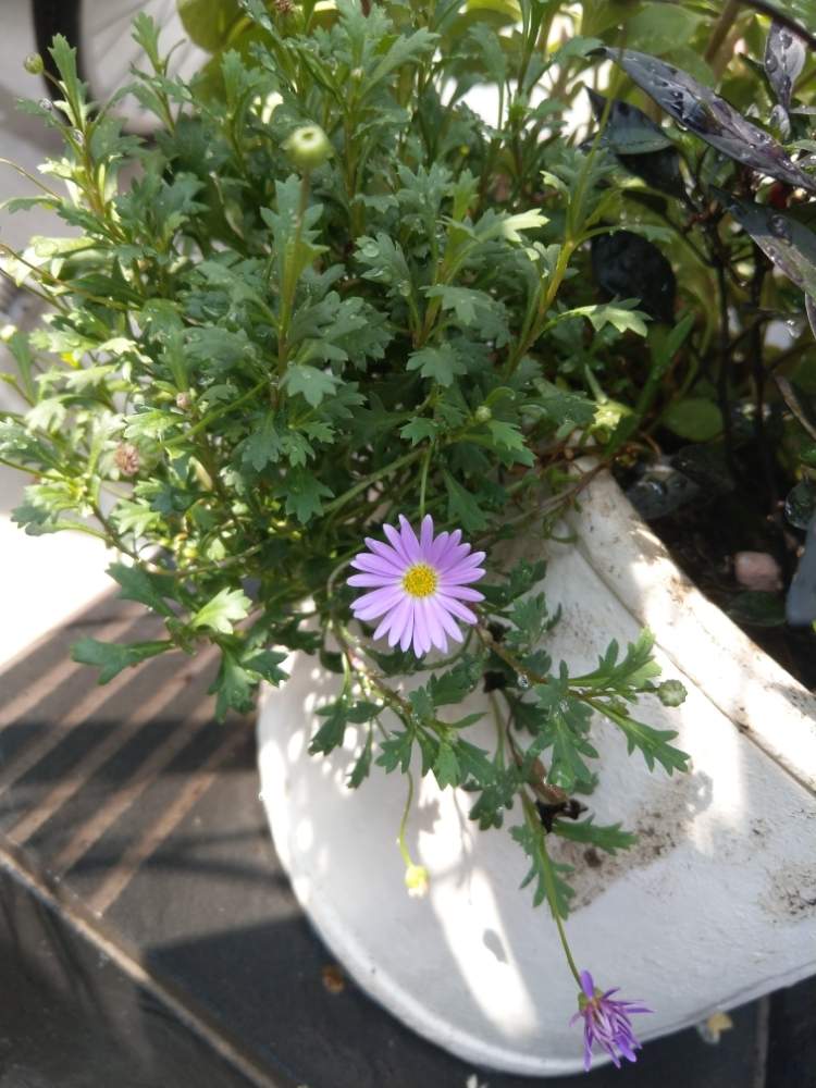玄関の画像 by plutoさん | 玄関とブラキカムブラスコパープルと控えめなお花とちいさな花とムラサキの花と葉っぱとまだまだ咲きますと頑張ってと可愛いと花のある暮らし