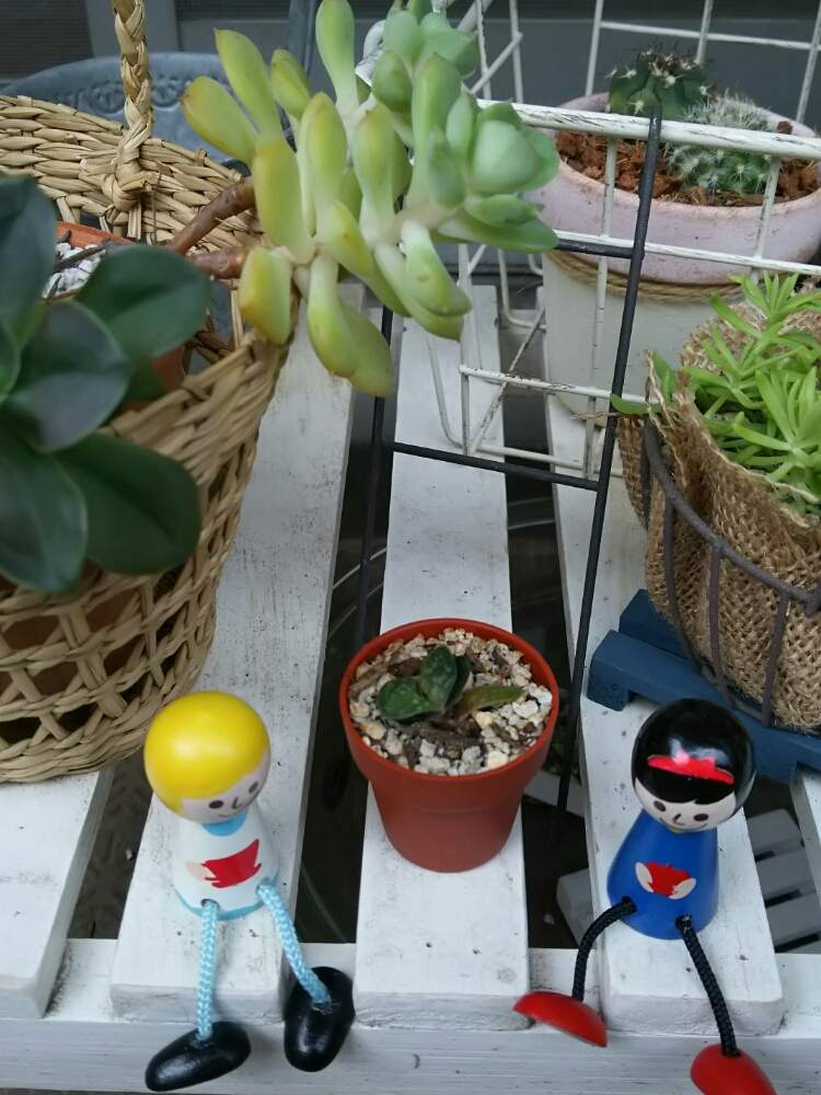 バルコニー/ベランダの画像 by *みき*さん | バルコニー/ベランダと名前を教えて!と多肉植物 多肉大好き 癒し 可愛いと多肉大好きと毎日がたのしみといやし♡と多肉女子と花のある暮らしとかわいいな♡と多肉初心者