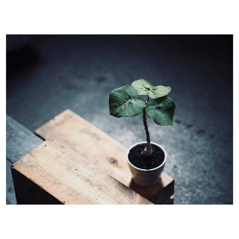 部屋の画像 by Tenさん | 部屋とフィカス アブチリフォリアと多肉植物と植物のある暮らしと陶器鉢と多肉植物のある暮らしとCaudexと職場の撮影ポイントと塊根植物とフィカス属と成長記録とアートなTen写と珍奇植物とTen'sコーデックスとビザールプランツ