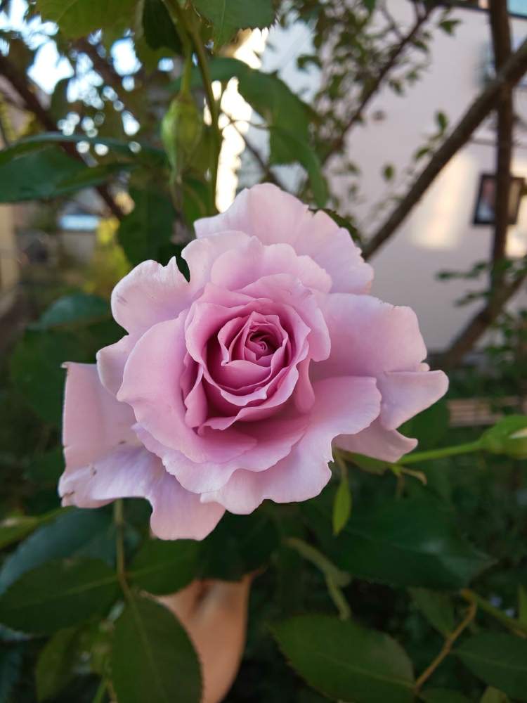小さな庭の画像 by くましさん | 小さな庭と北海道と薔薇愛同盟とバラ 爽と2019 くまし バラ