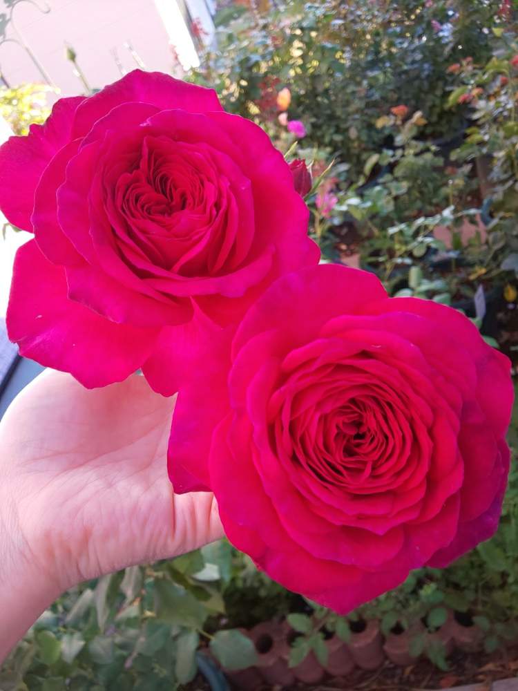 小さな庭の画像 by くましさん | 小さな庭とゲーテローズと北海道と薔薇愛同盟と2019 くまし バラ