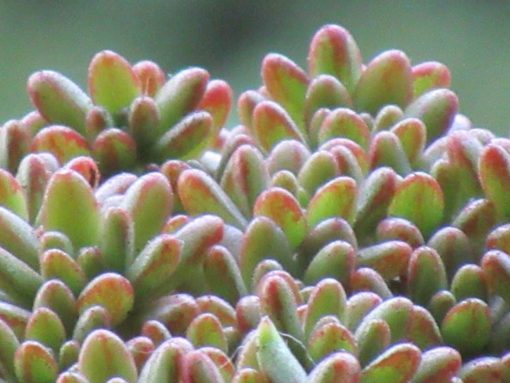 の画像 by サワーポメロさん | 多肉植物と小人の祭り1と素敵な庭に✨と皆様に感謝と花のある暮らし