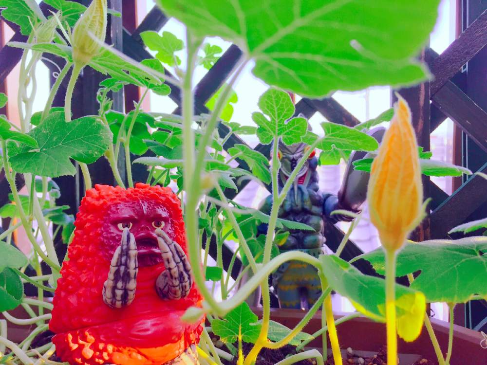 の画像 by Y._.YUKIMIRACLE-Y._.Yさん | ほぼ、毎日ピグモンだモン♬とピグモンと歌おぅ2019♪とそうめんカボチャとピグとバル2人の秋物語♡
