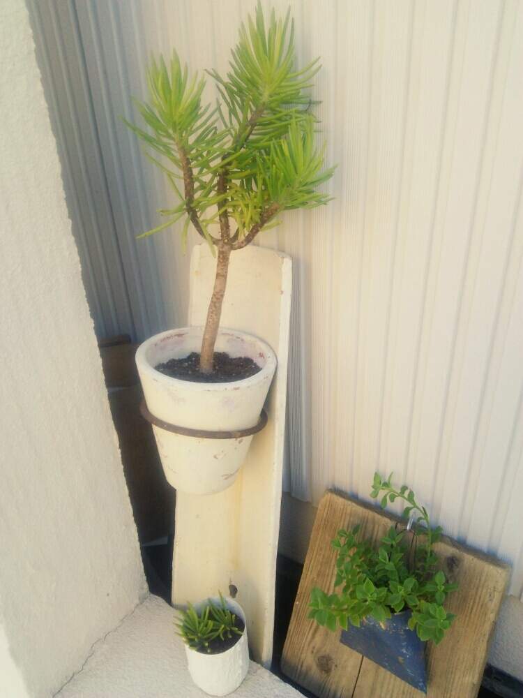 の画像 by ヒカリさん | 多肉植物と美空の鉾♥と古材と自作リメ缶とベビーサンローズ❤︎と木立多肉