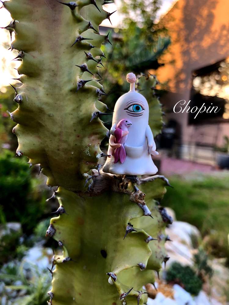 の画像 by Chopin(ショパン)さん | 多肉植物とサボテン科とロックガーデンとヒグチユウコフィギュアとマイガーデンとヒグチユウコと夕日とナチュラルガーデンとひとつめちゃんと多肉植物とサボテンと夕陽と多肉とフィギュアとGSコラボとナチュラルスタイルと黄昏の一時とおきんちゃんとトゲトゲとハロウィンとリゾートロックガーデンと大〜きくなれよ〜‼︎‼︎‼︎