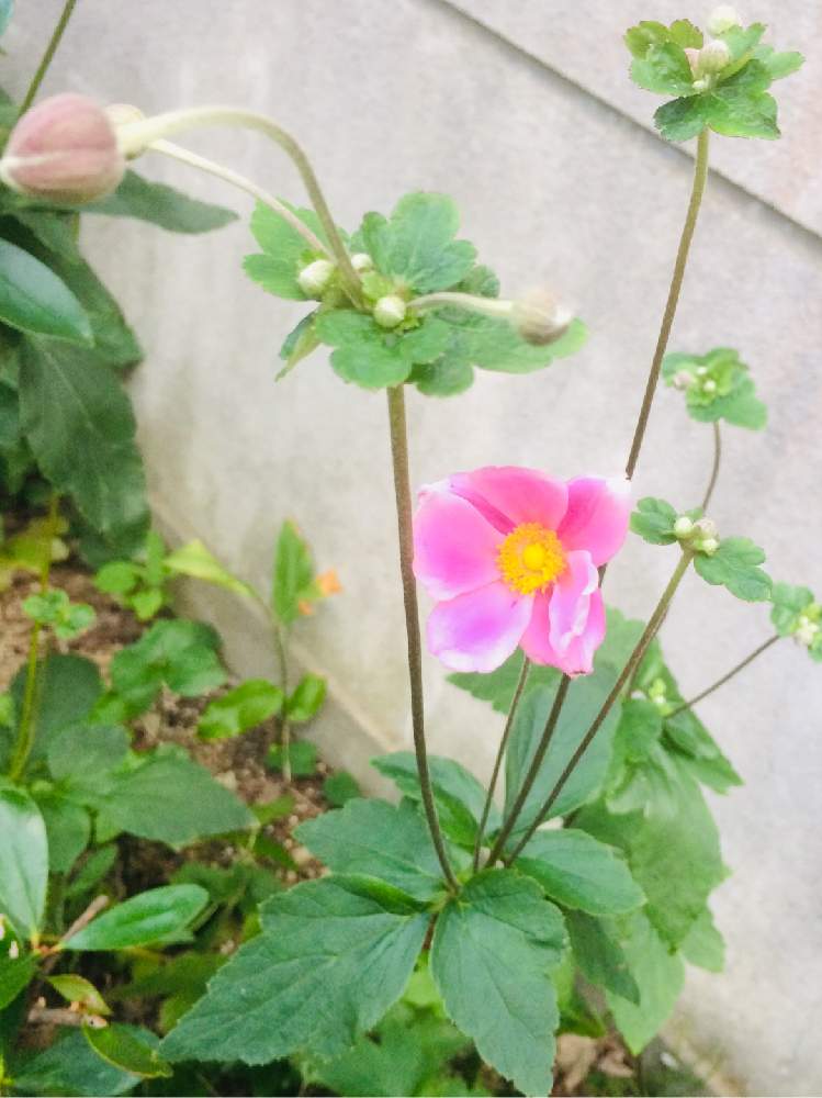小さな庭の画像 by ほっぺさん | 小さな庭と今日の花と花のある暮らしとピンク❤︎ピンクと秋の花 ♪