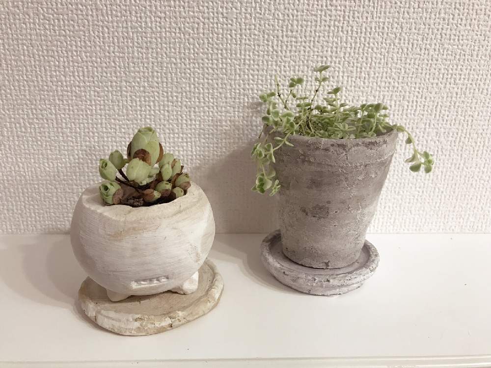 部屋の画像 by mahomaxさん | 部屋とリトルミッシーとドドランタリスと花のある暮らしと多肉女子